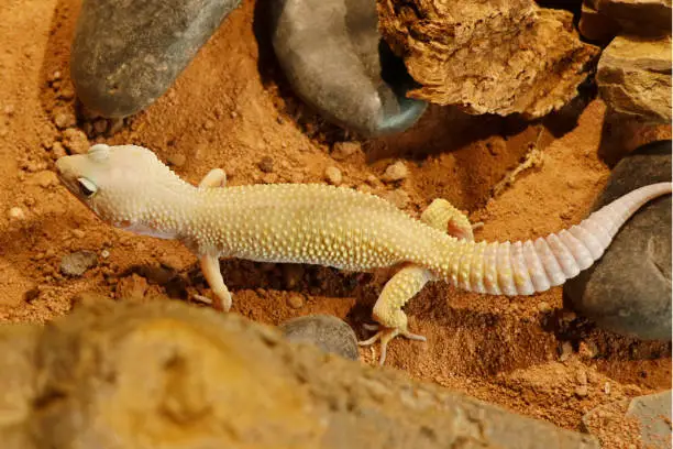 Leopard Gecko type never heard of