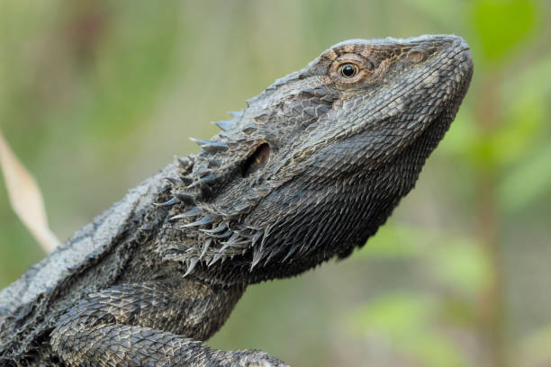 Malnourished Bearded Dragon with Sunken Fat Pads