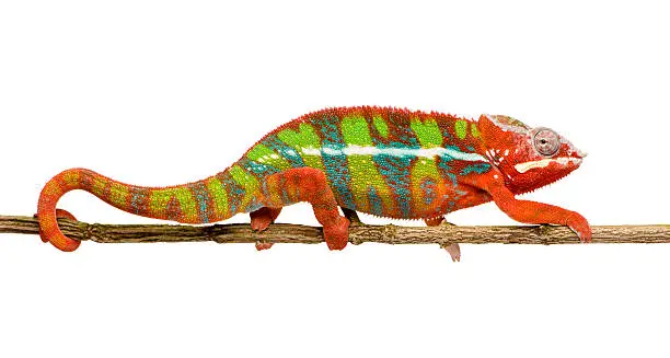 Panther Chameleons good pets for beginners