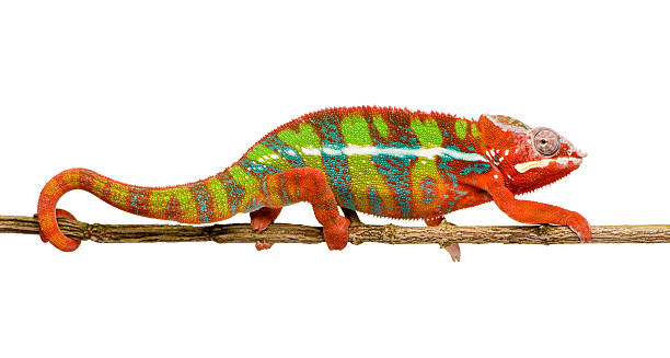 Are Chameleons Good Pets For Beginners? Pros and Cons - Daily With Pets