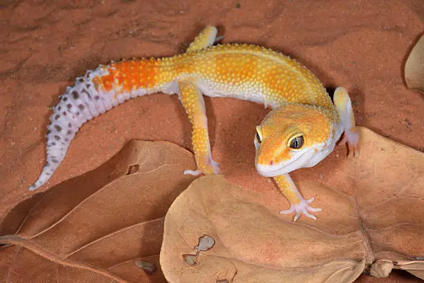 Leopard Gecko you have never heard of