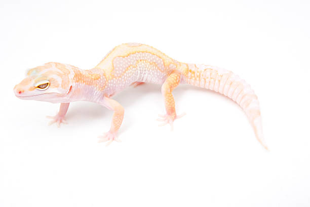 Leopard gecko type never heard of