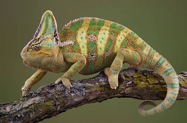 Veiled Chameleons good pets for Beginners