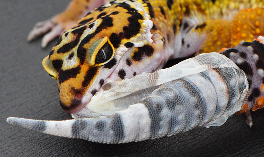 Leopard geckos misting