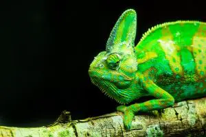 A Pet Chameleon