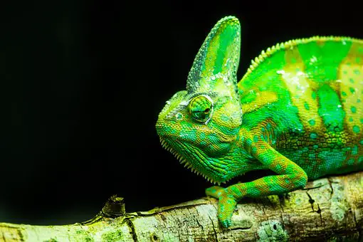 A Pet Chameleon