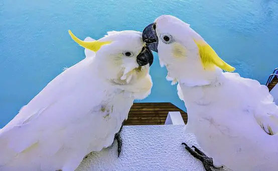 Cockatoo White Birds