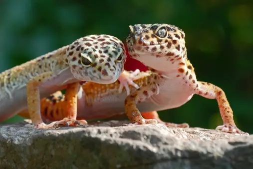 Leopard Gecko Gender