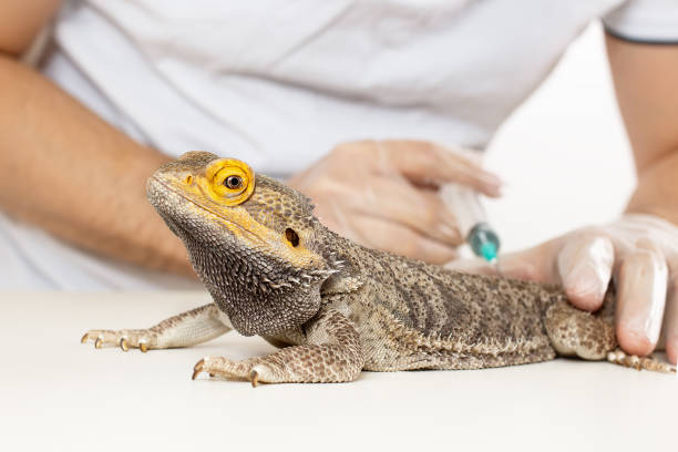 Bearded Dragon Injection