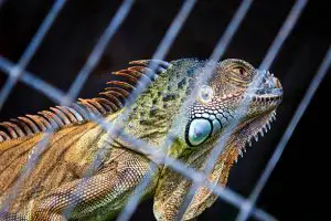Do Reptiles Get Lonely in a Cage