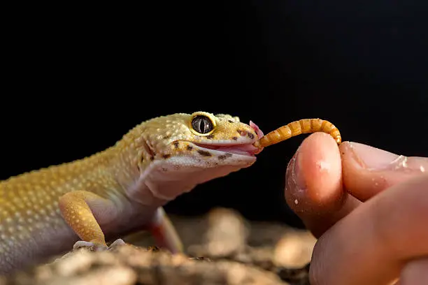 Leopard Gecko Bite