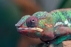 Chameleons Good pets for Beginners